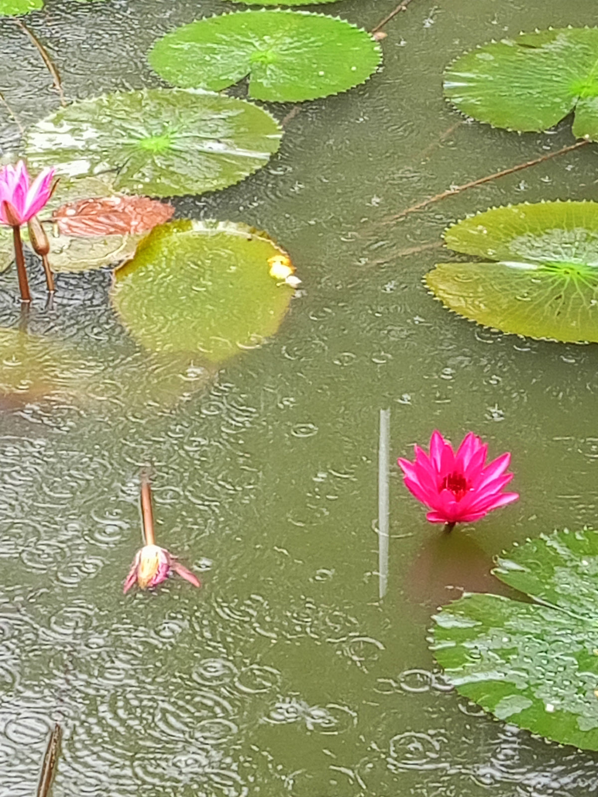 FLOWERING PLANTS
