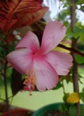 DESI PINK HIBISCUS