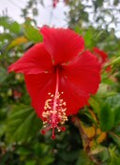 DESI RED HIBISCUS
