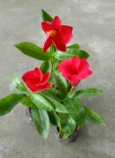 Mandeville Red