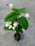 Bleeding Heart