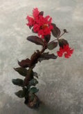 Lagerstroemia Red