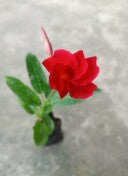 Mandeville Red