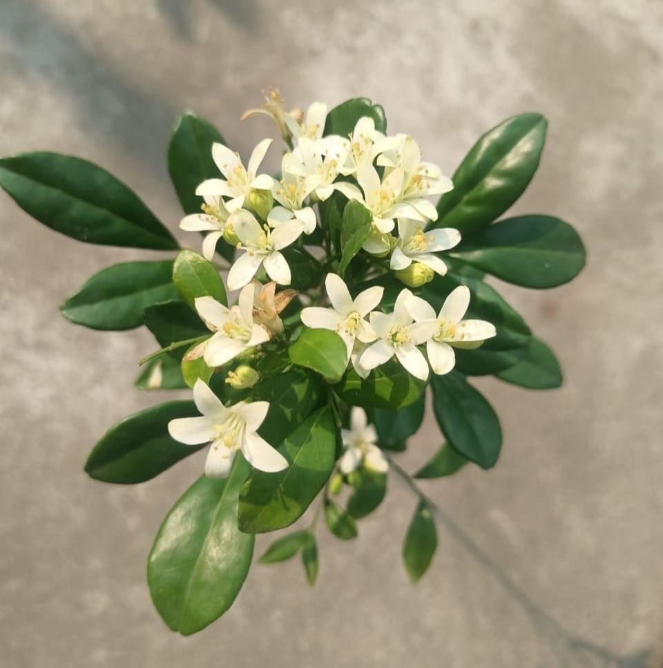 Madhukamini