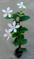 Bhutani Togor