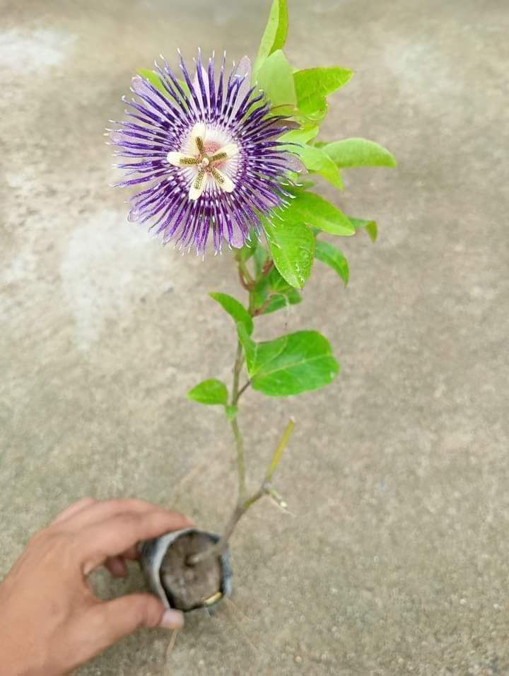 PASSION FLOER PURPLE