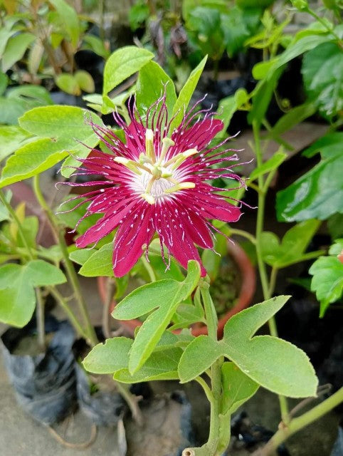 PASSION FLOWER RED