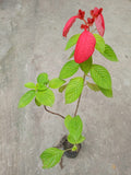 MUSANDA RED