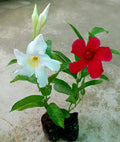 MANDEVILLE RED AND WHITE COMBO