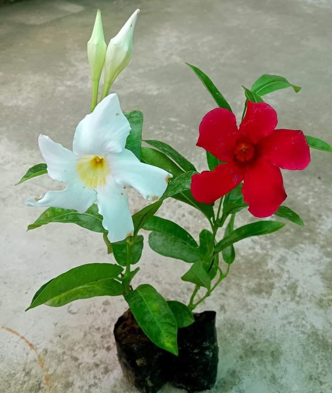 MANDEVILLE RED AND WHITE COMBO