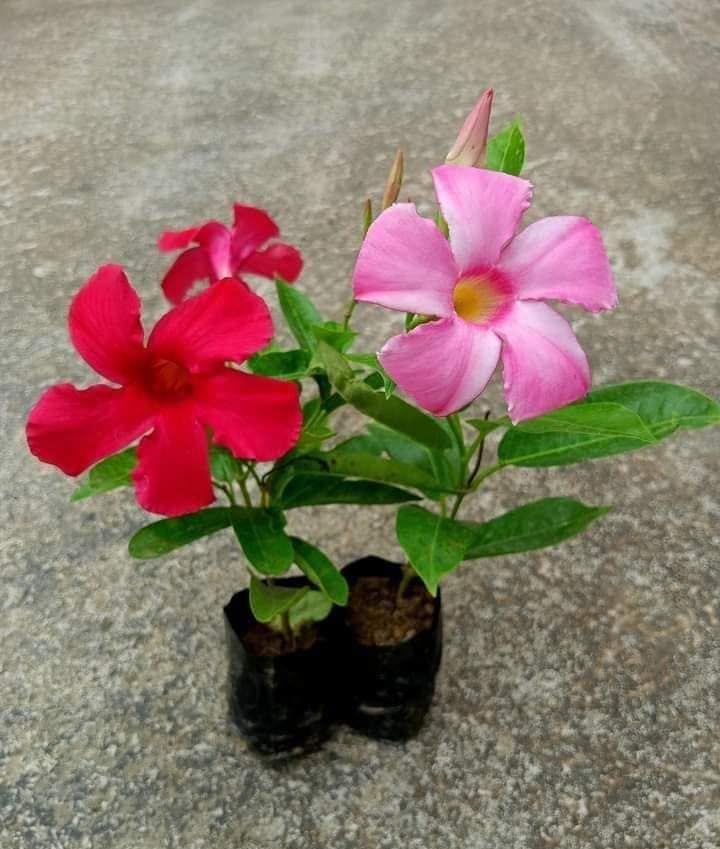 MANDEVILLE RED AND PINK COMBO