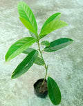RUDRAKSHA