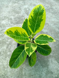 VARIGATED BANYAN