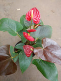 ANTHURIAM RED