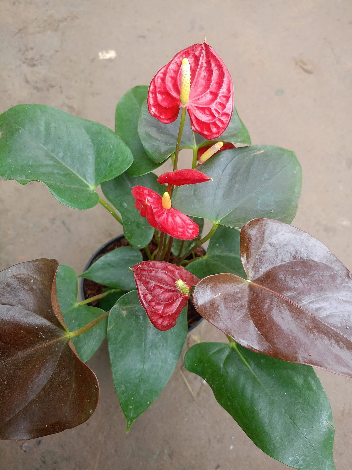 ANTHURIAM RED
