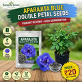 APARAJITA BLUE DOUBLE PETAL