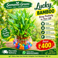 LUCKY BAMBOO THREE LAYER