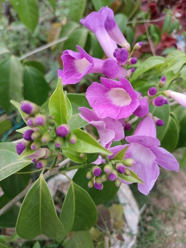 GARLIC VINE
