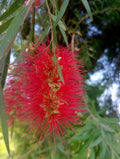 BOTTLEBRUSH