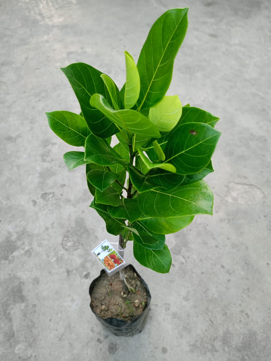 RED JACKFRUIT