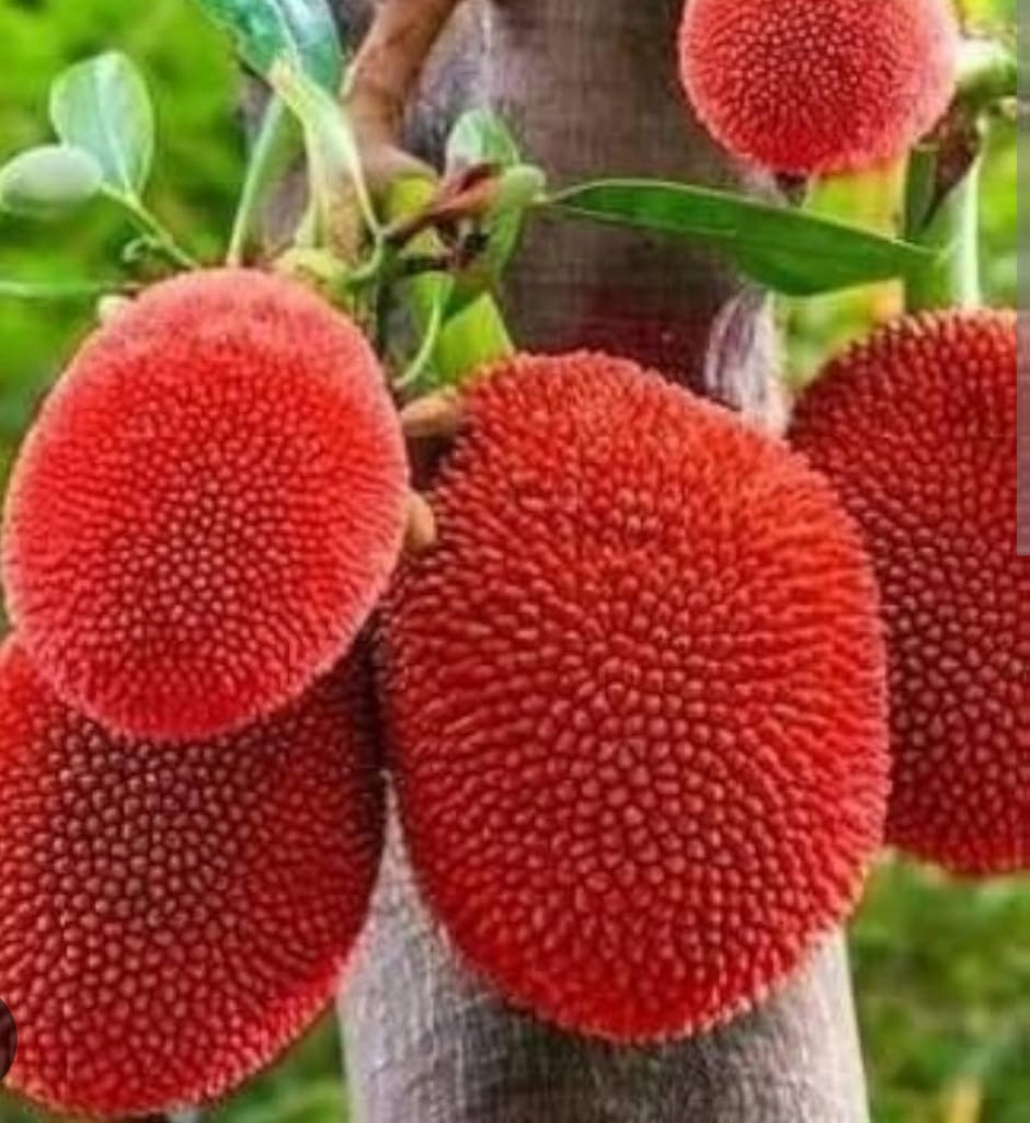 RED JACKFRUIT