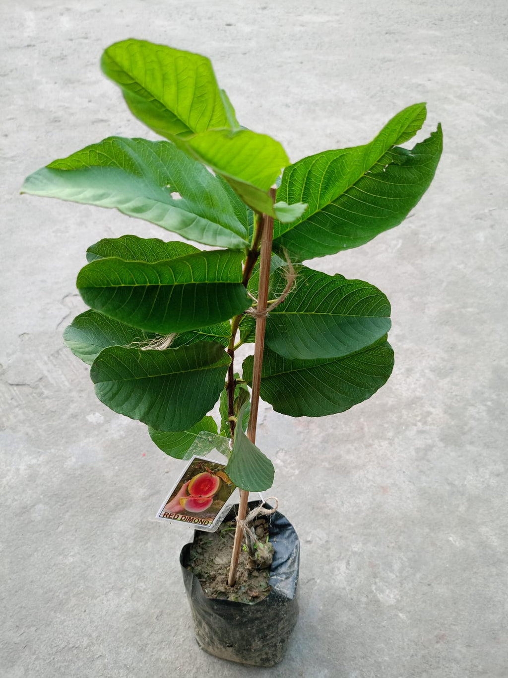 RED DIAMOND GUAVA