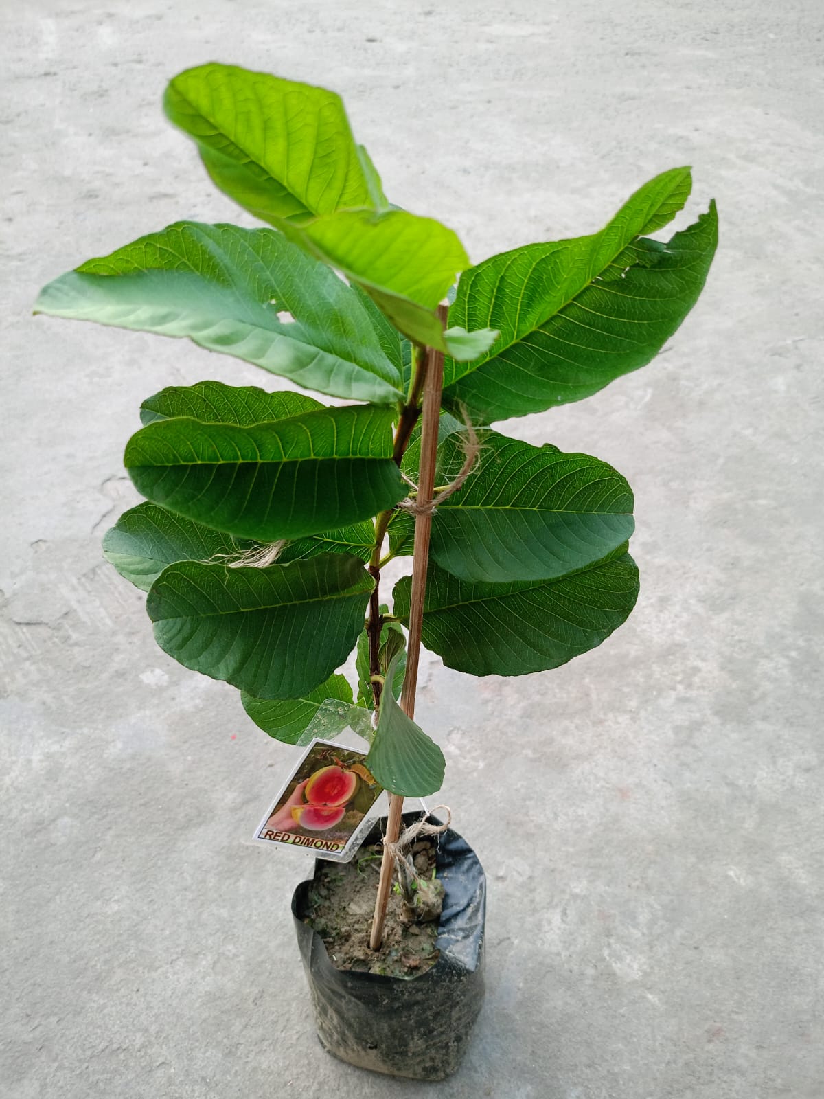 RED DIAMOND GUAVA