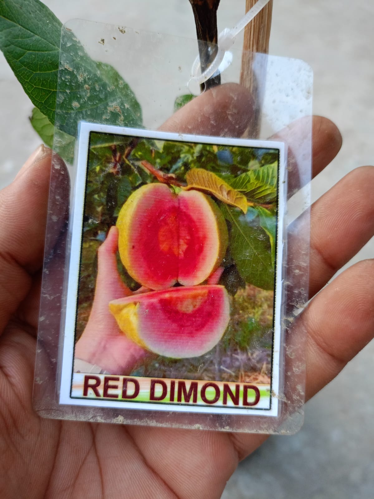 RED DIAMOND GUAVA