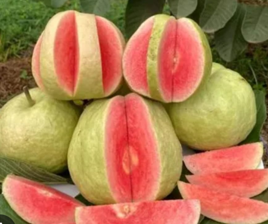 RED DIAMOND GUAVA