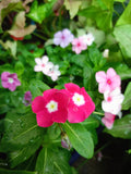 Vinca