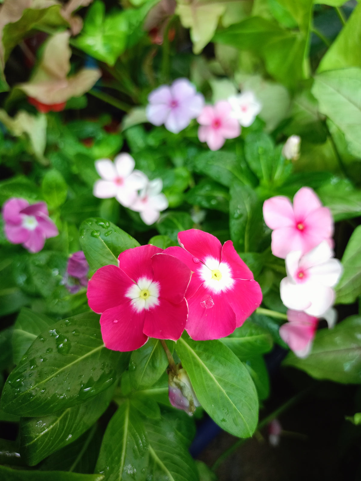 Vinca