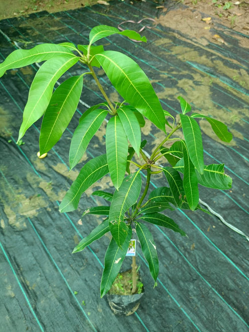 Banana Mango