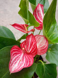 Anthuriam Pink