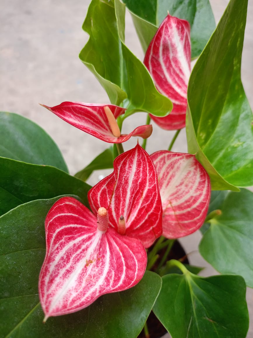 Anthuriam Pink