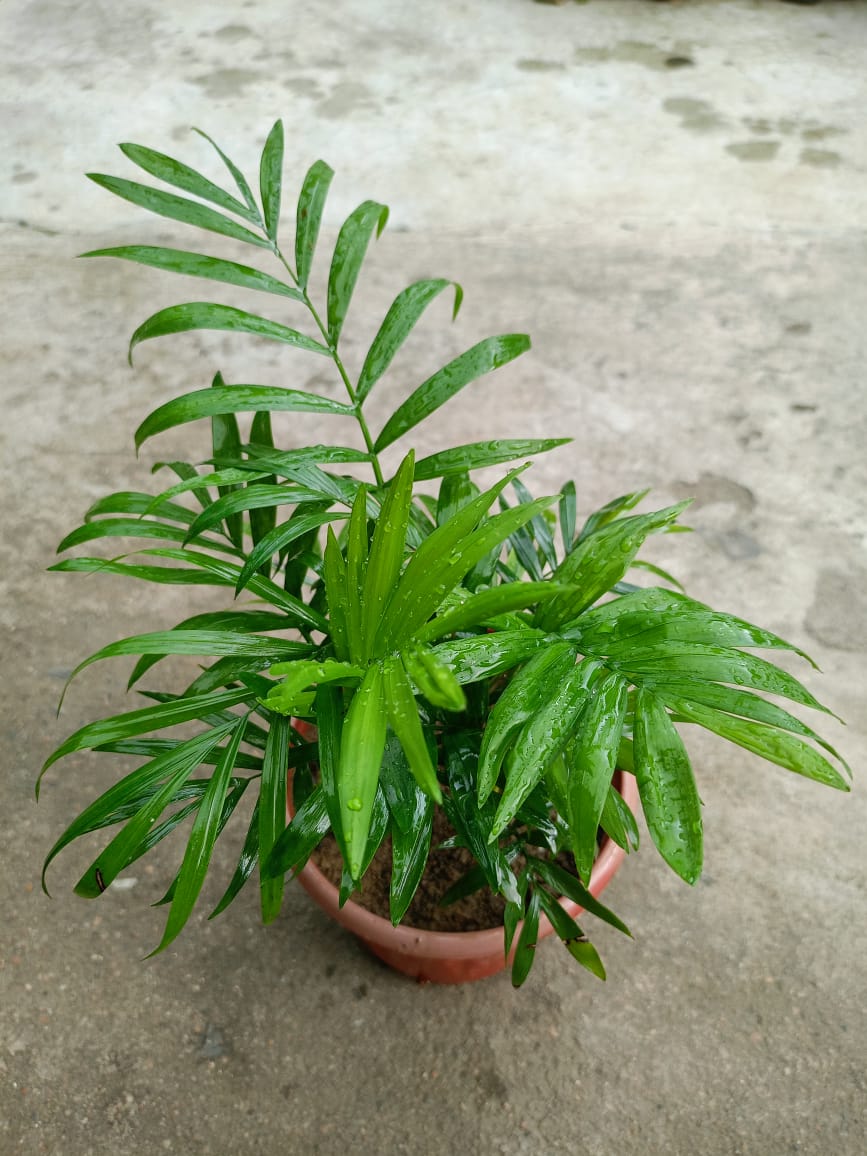 TABLE PALM