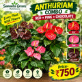 ANTHURIAM COMBO