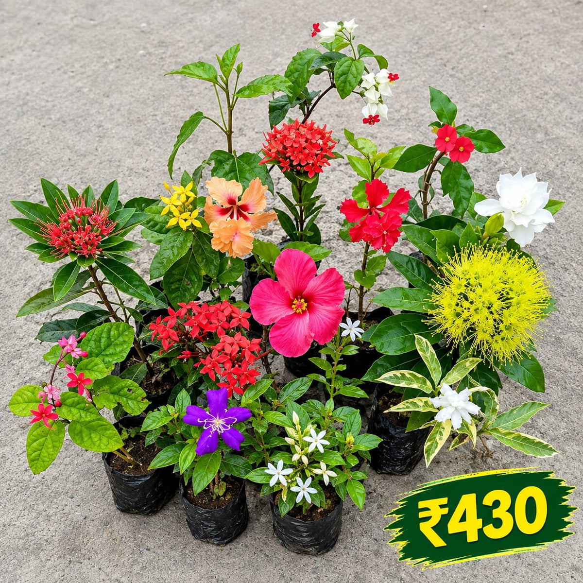 15 PERMNENT FLOWERING PLANTS COMBO