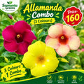 ALLAMANDA COMBO