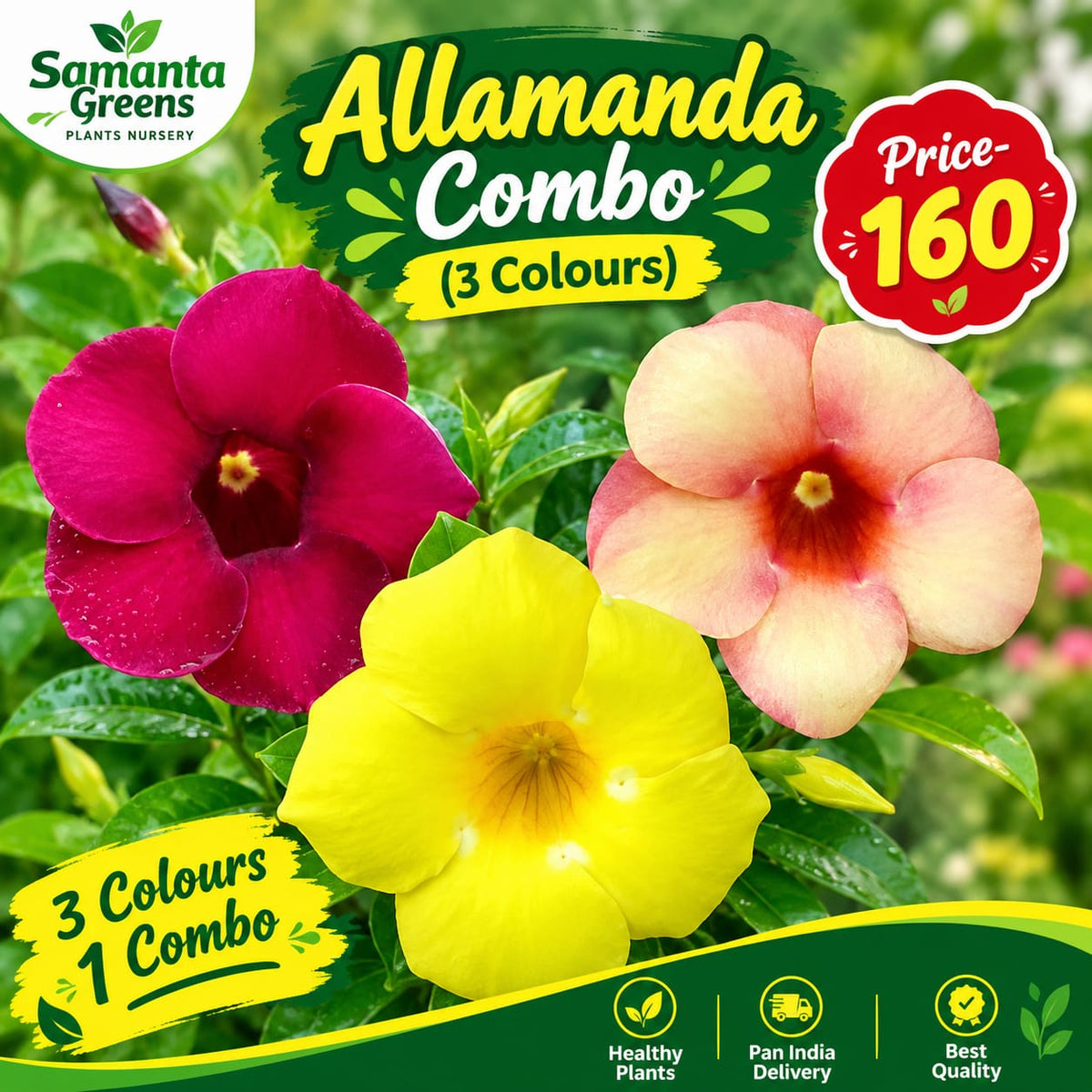 ALLAMANDA COMBO