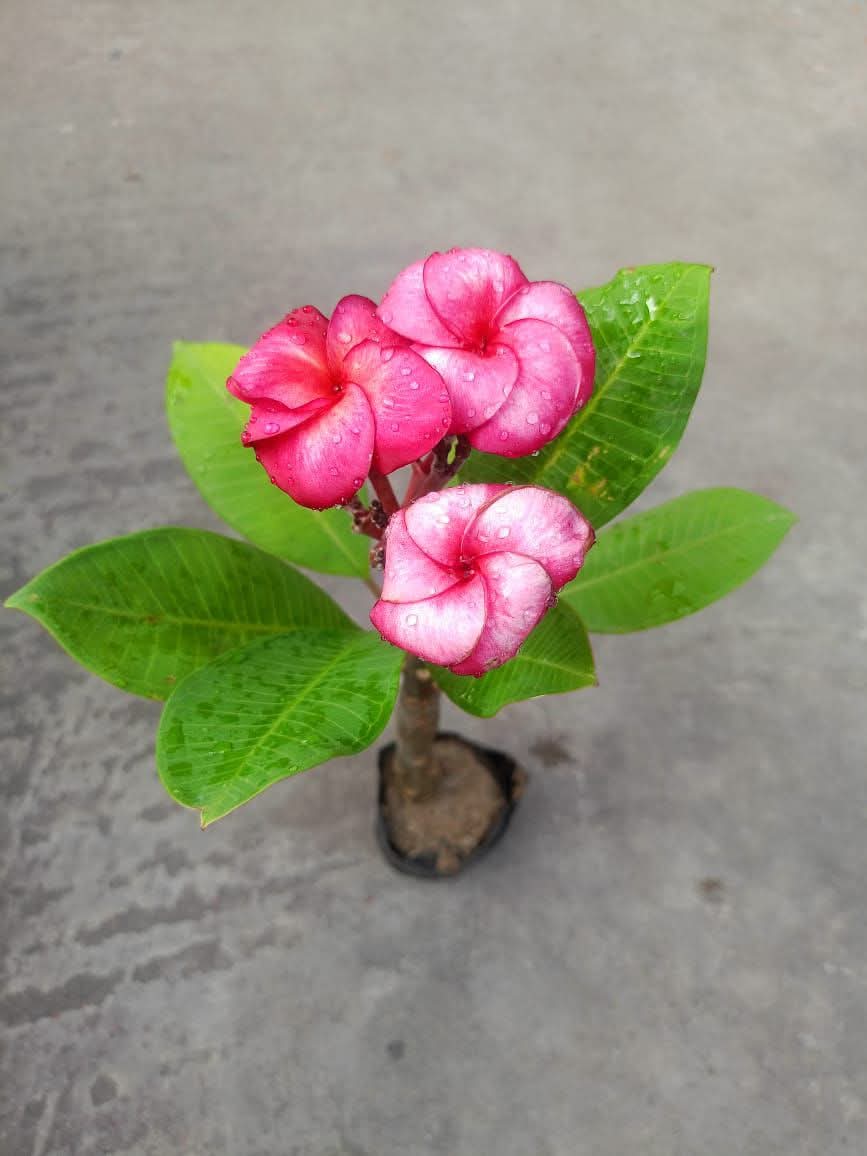PLUMERIA SUPER ROUND J115