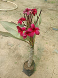 PLUMERIA SCOTT PRATT