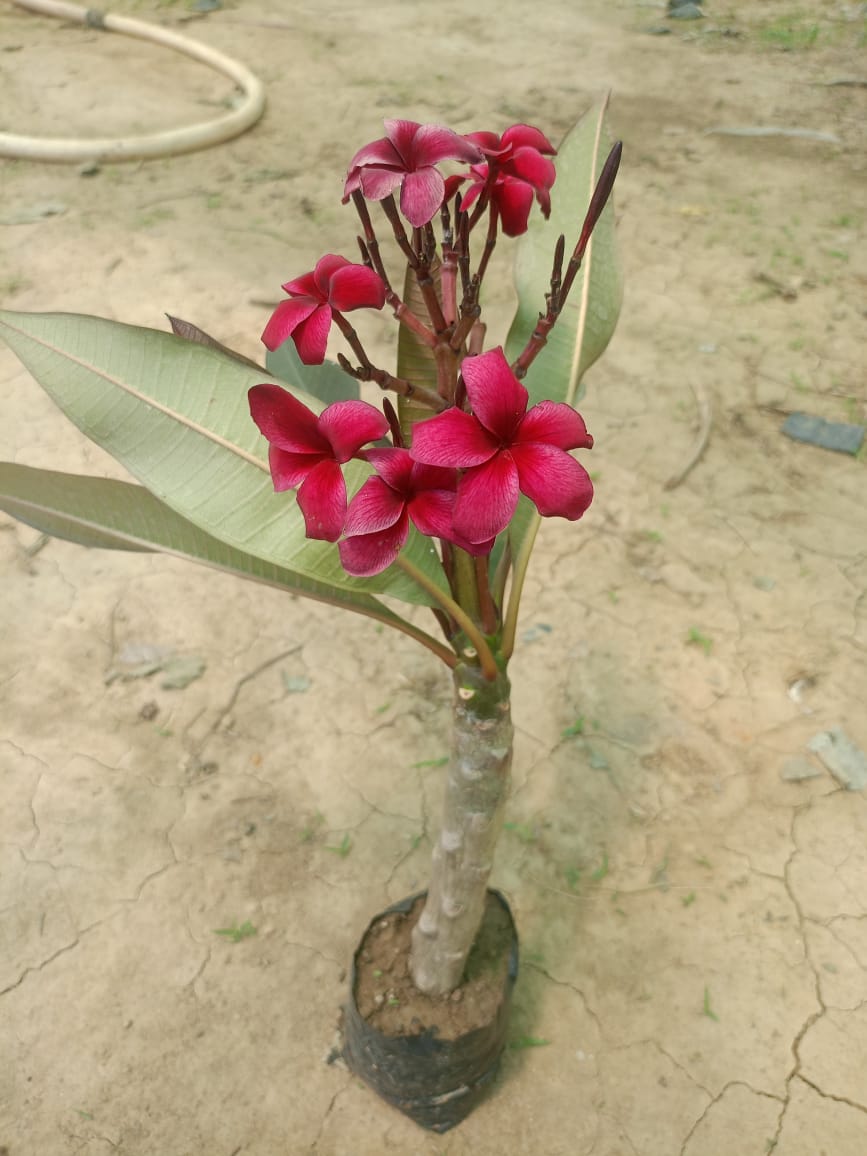 PLUMERIA SCOTT PRATT