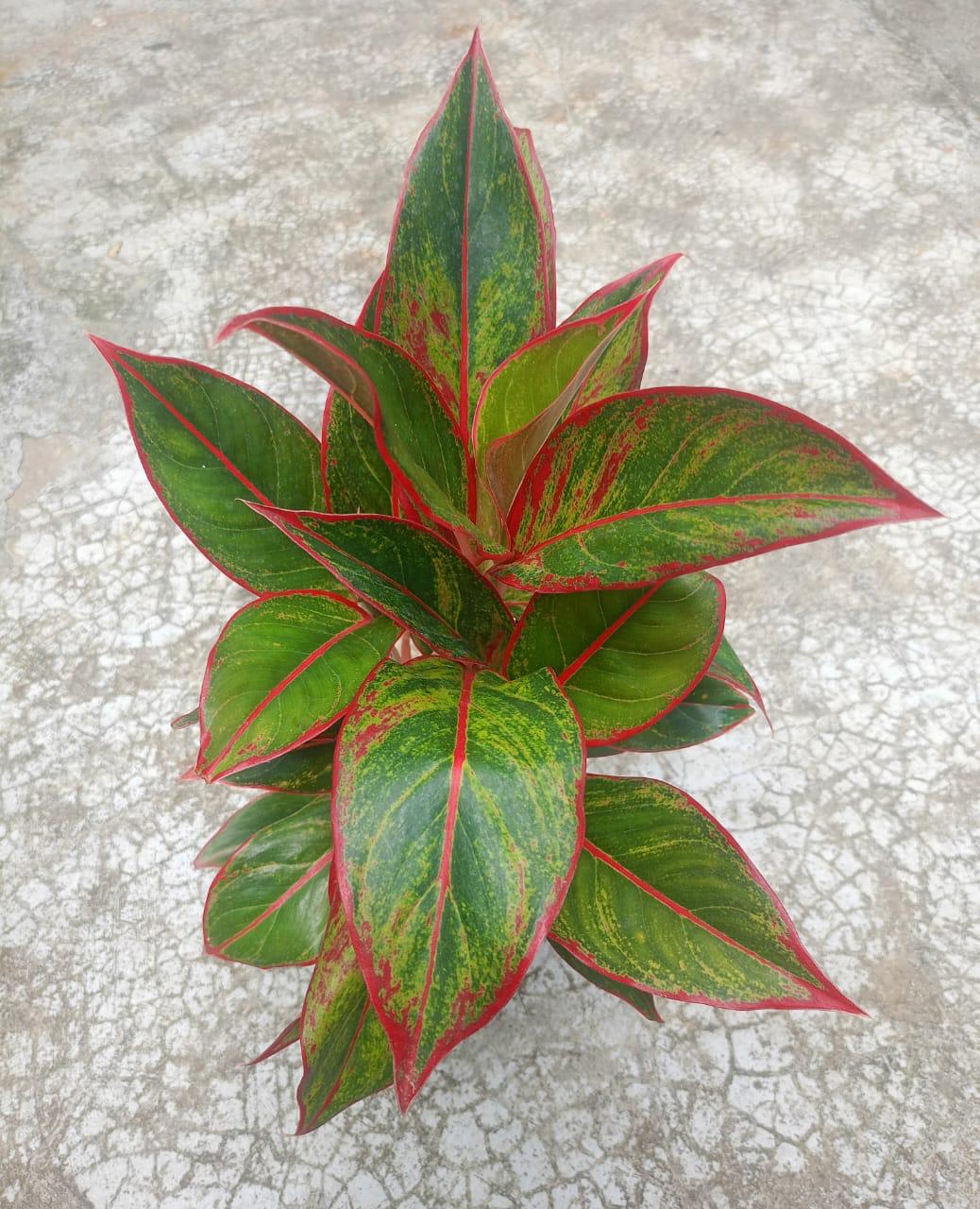 Aglonema Lipstick