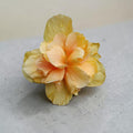 Yellow Double Petal Hibiscus