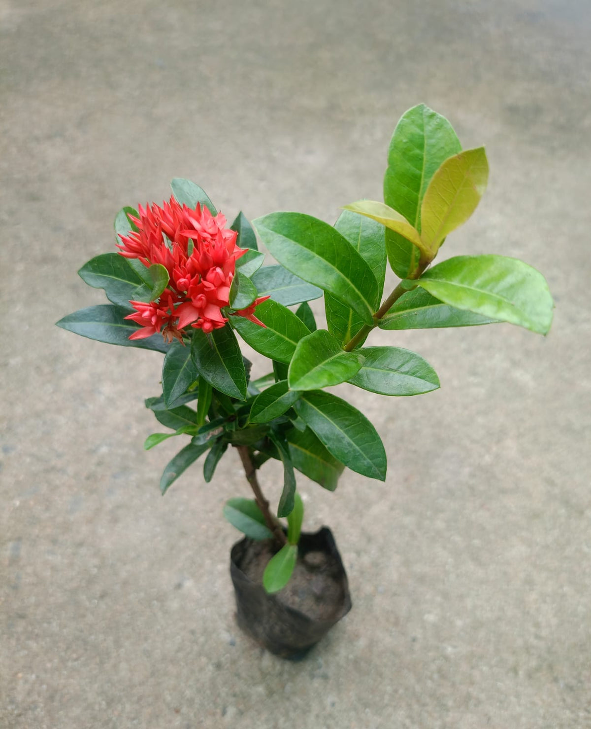 Ixora Double Petal
