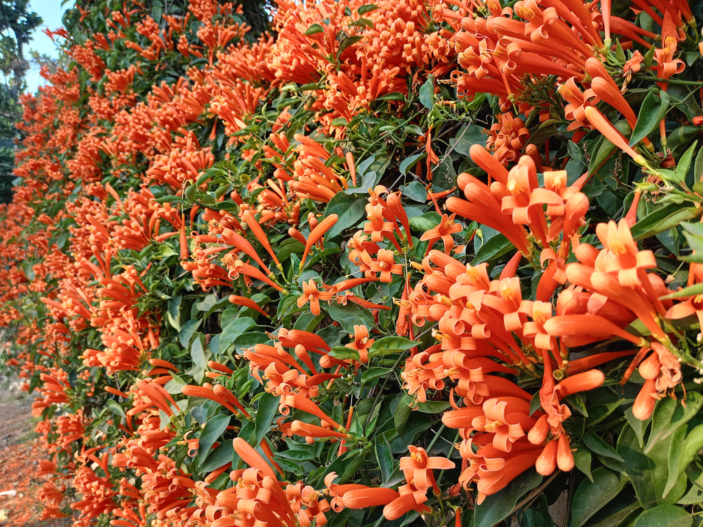 Trumpet Vine (Venesta)