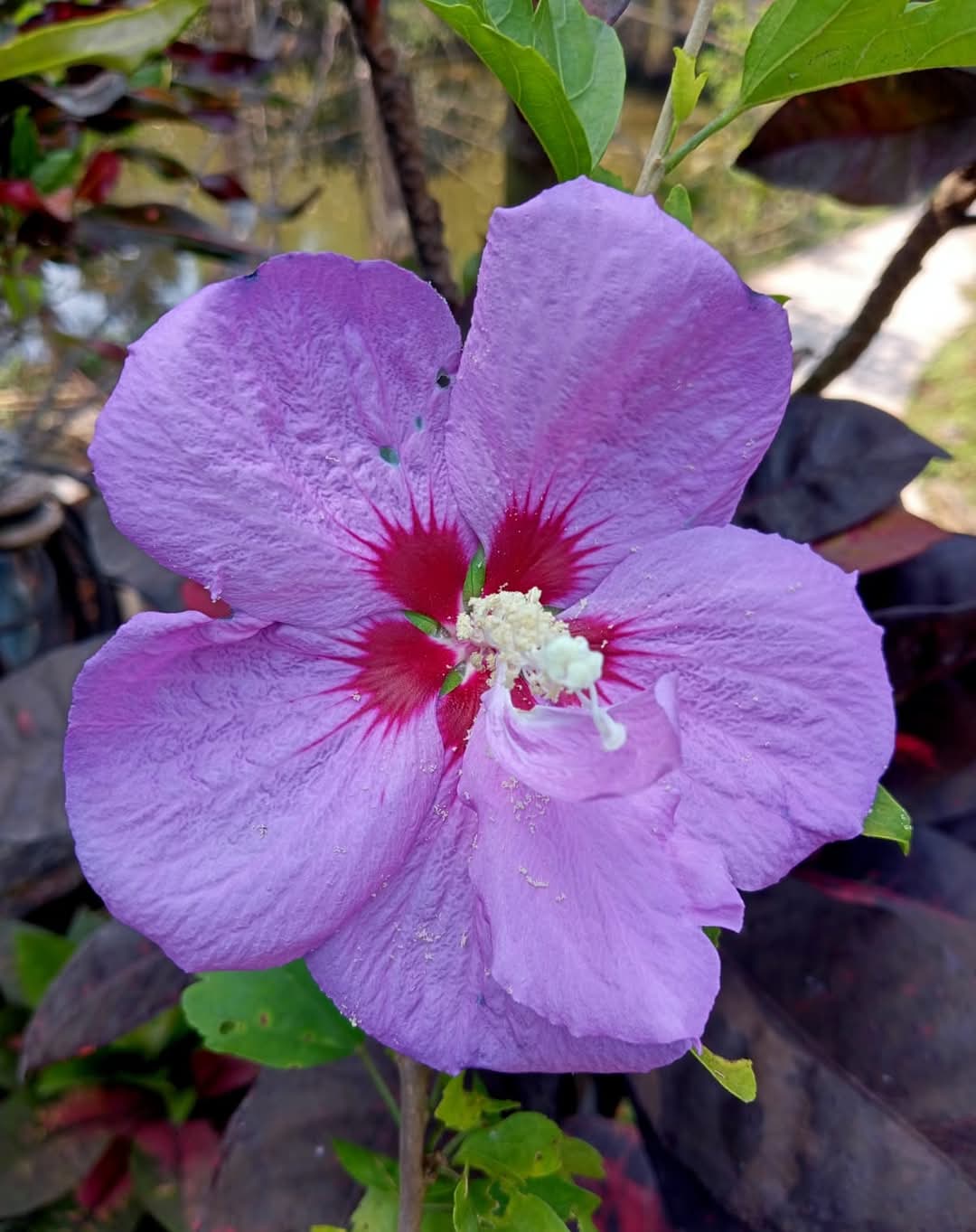 Purple Hibiscus
