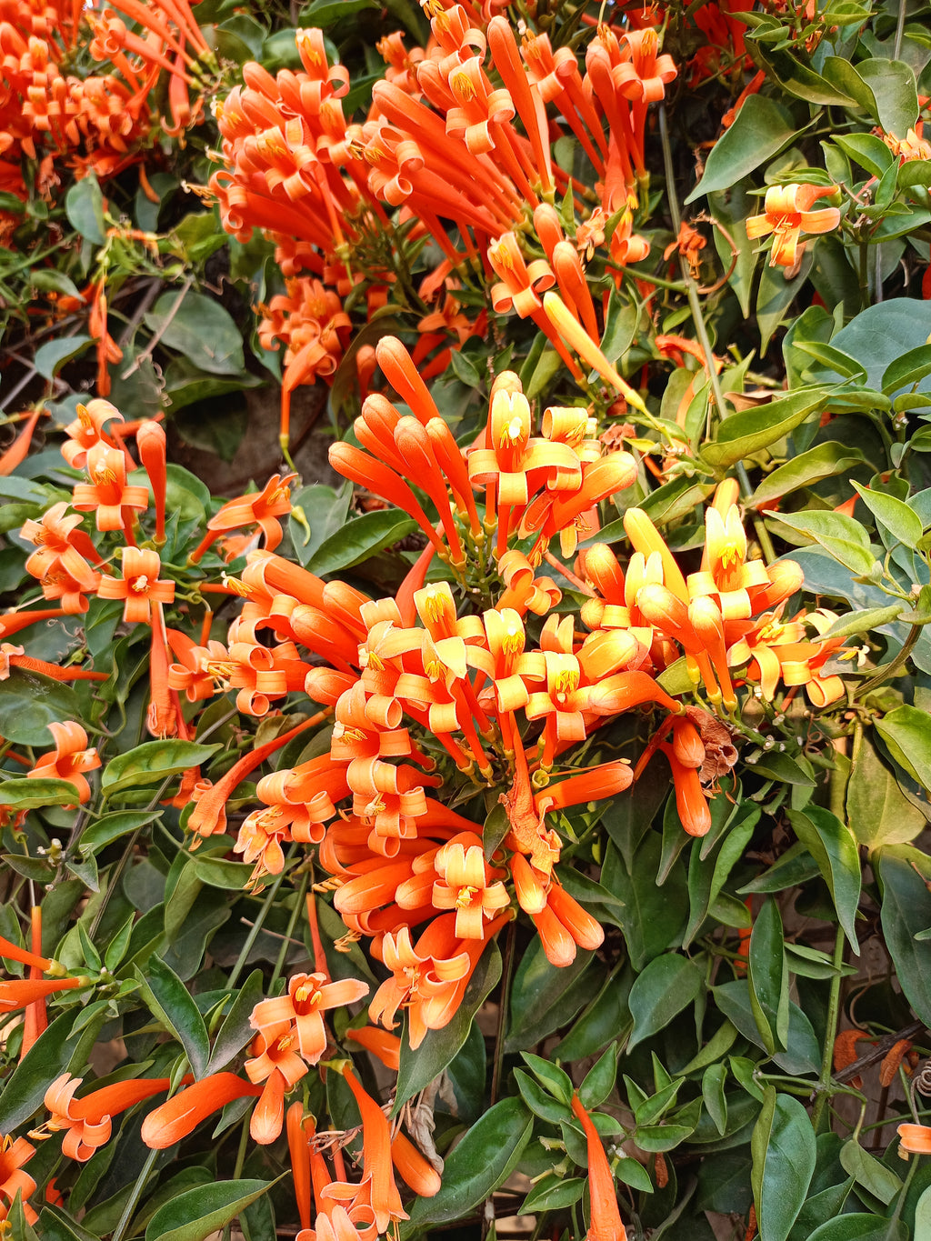 Trumpet Vine (Venesta)