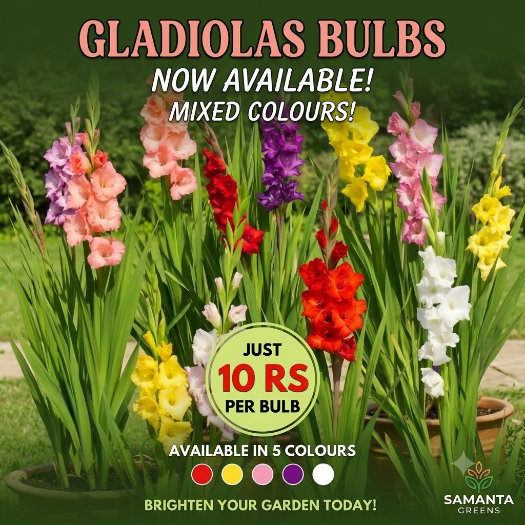 GLADIOLAS BULB